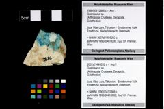 Foto (Objekt + Etikett) von Gastrosacus sp.  (NHMW-GEO-1990-0041-2886c)